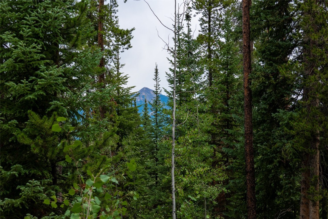 a view of a forest with a tree