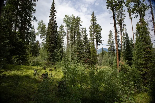 a view of a yard with plants and trees
