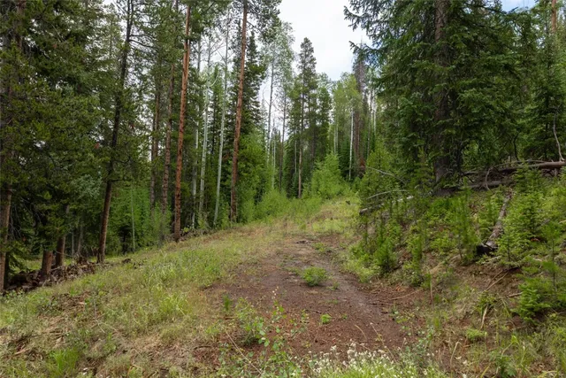 a view of a forest with trees in the background