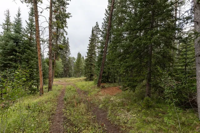 a view of a forest with trees in the background