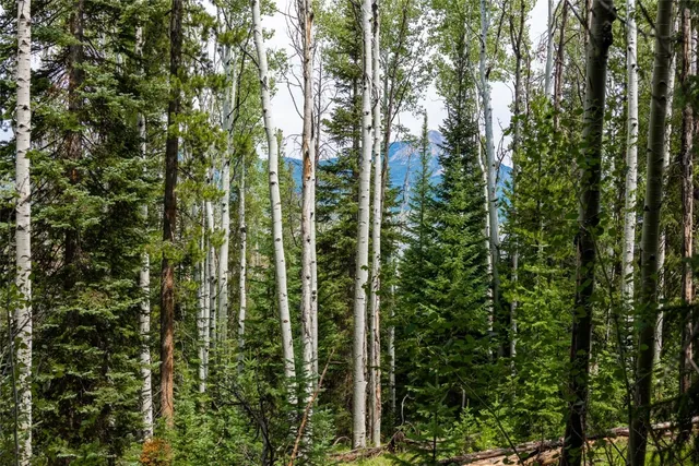 a view of a yard with plants and large trees