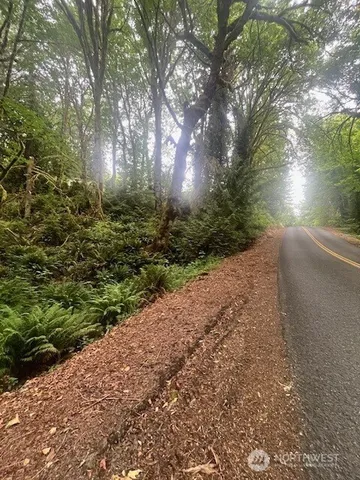 a view of backyard and trees