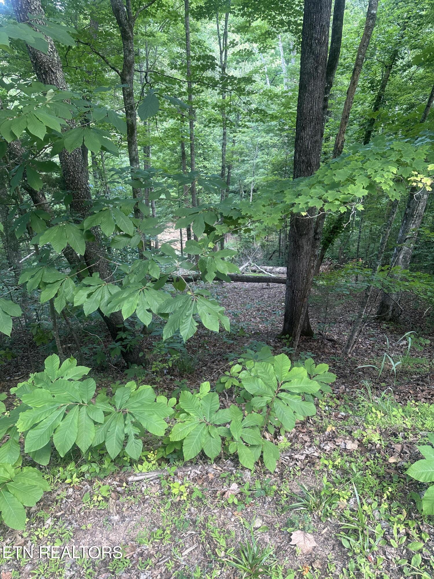 Hiwassee View Jacksboro, TN 37757 - Photo 12 of 16 jacksboro 12
