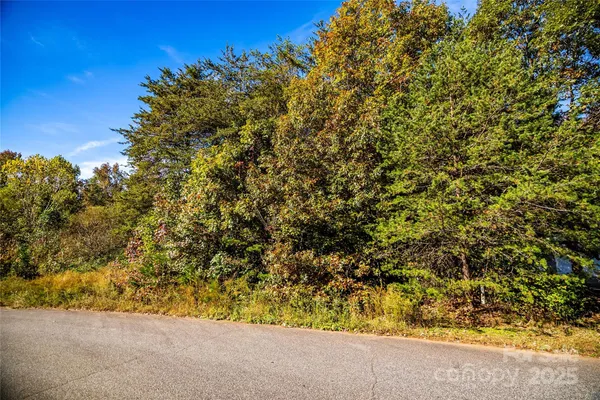 a close up of a plant