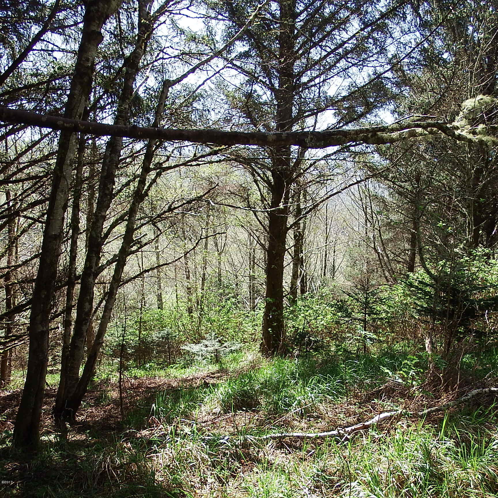 6205 Scherzinger Road Neskowin, OR 97149 - Photo 73 of 88 Wooded Area