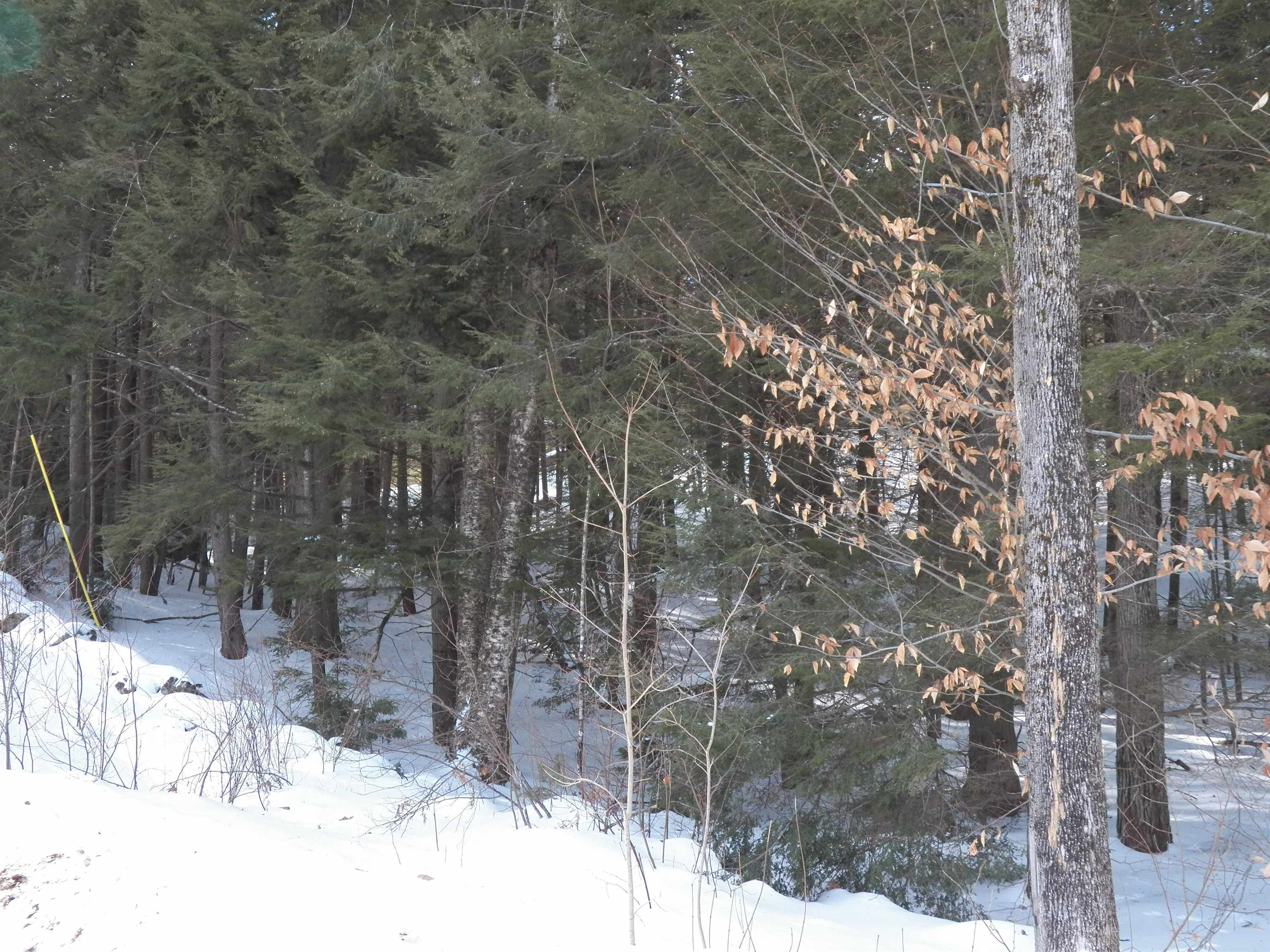 Lot 3 Sheldon Road Danbury, NH 03230 - Photo 6 of 18