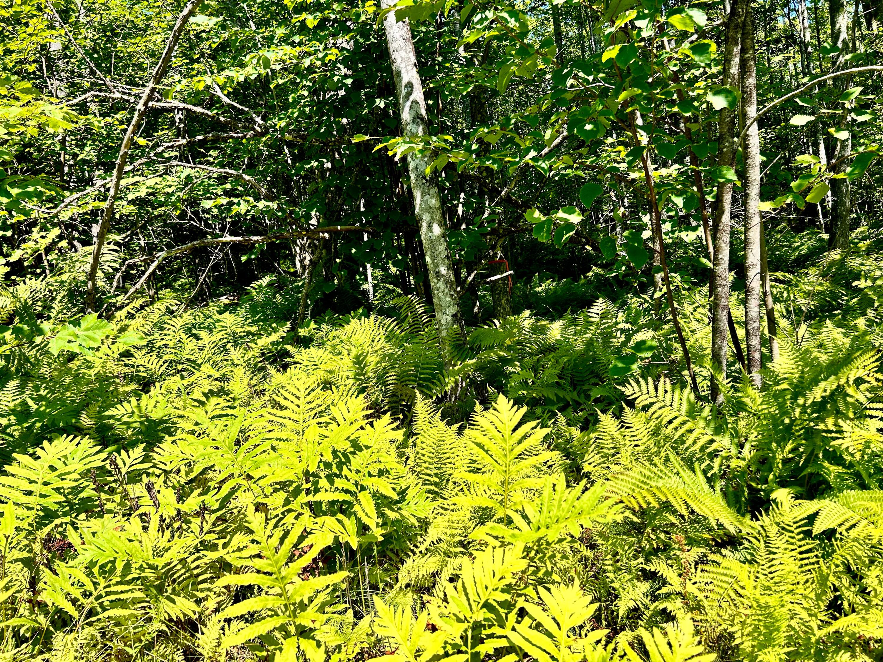 132 Calderwood Road Washington, ME 04574 - Photo 5 of 7 image1