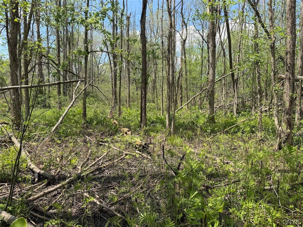 Buttermilk Road South Dayton, NY 14138 - Photo 18 of 26