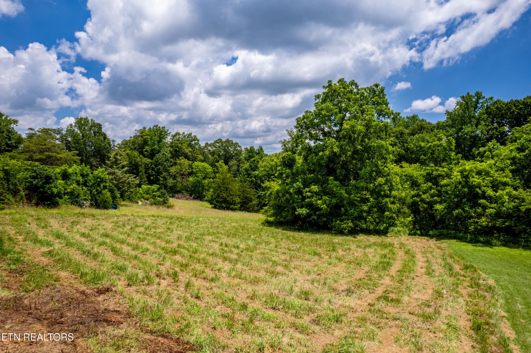1768 Fain Cemetery Road Dandridge, TN 37725 - Photo 28 of 45 a view of a yard with yellow plants and trees