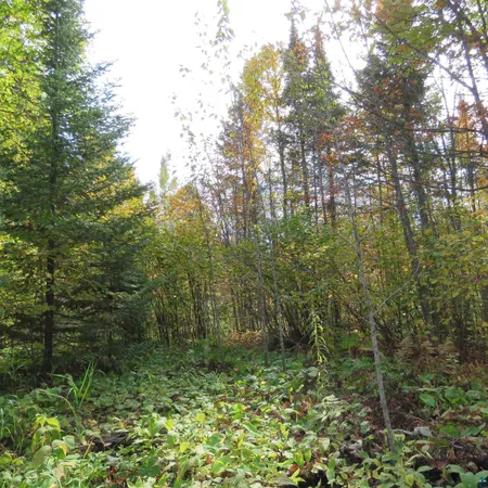 $70,000 | 8 Finland Mn 55603, Schroeder, MN 55613