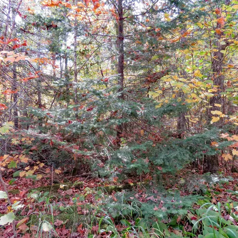 $74,000 | 8 Finland Mn 55603, Schroeder, MN 55613