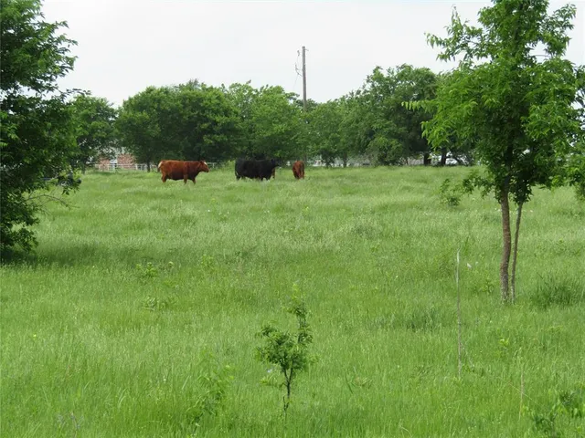 a view of a lush green space