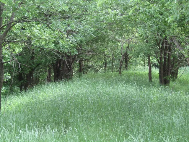 a view of a lush green space