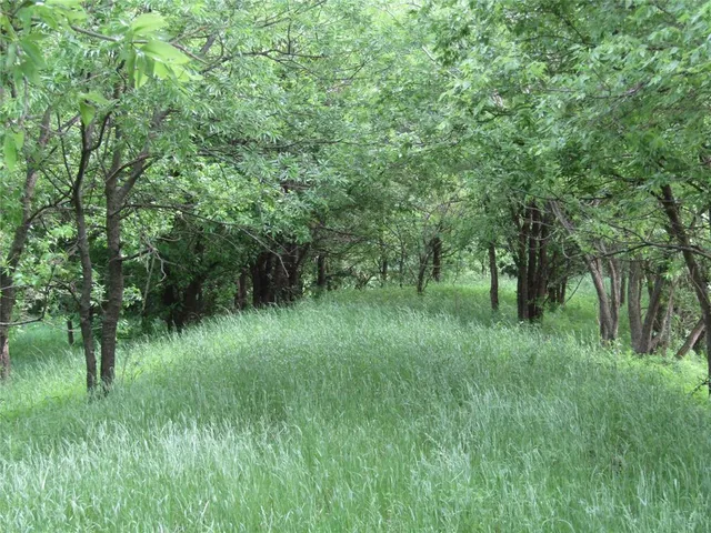 a lush green forest with lots of trees