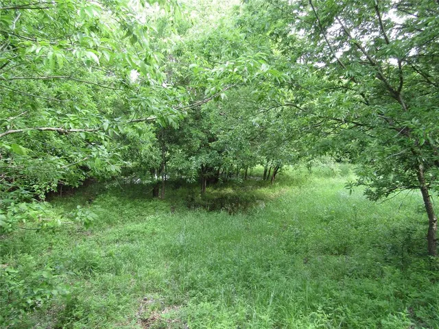 a view of a lush green forest with lots of trees