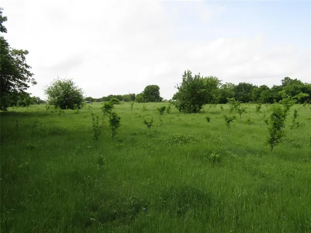 a view of a lush green space