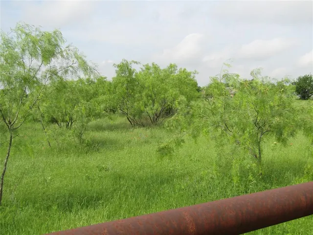 a view of a big yard with plants and large trees