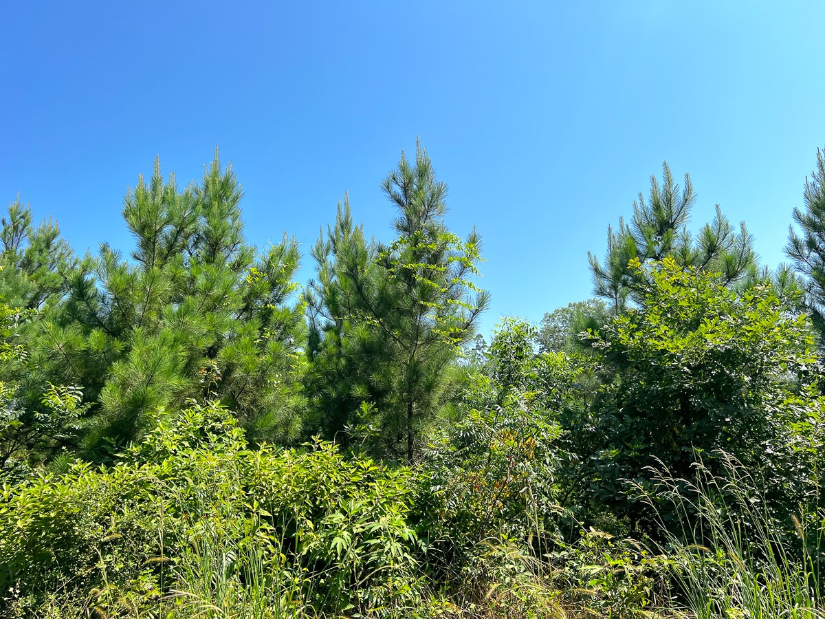 11 West Carters Ferry Road Milam, TX 75959 - Photo 5 of 5 a view of a lush green space