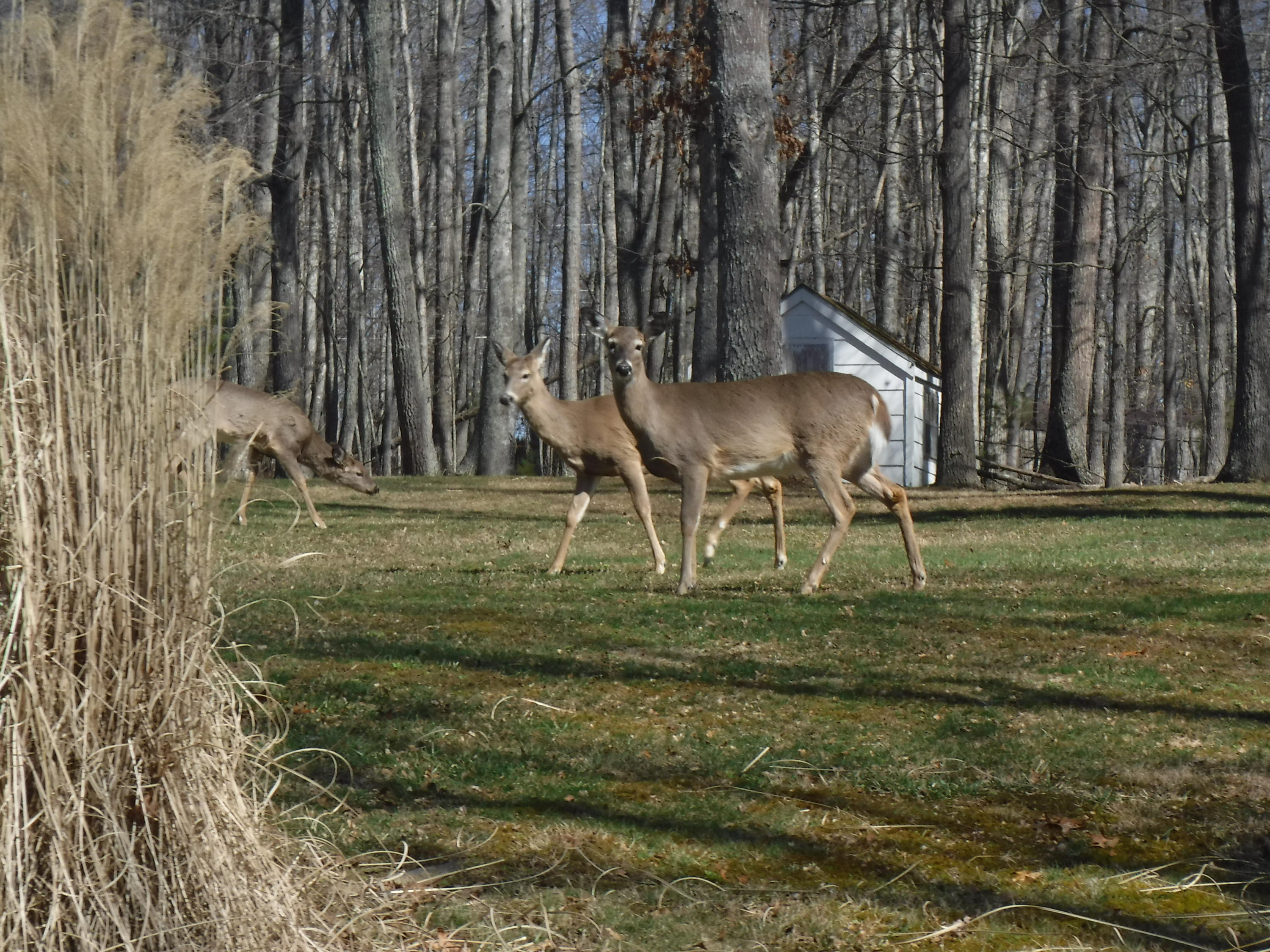 550 Anderson Estates Road Lewisburg, WV 24901 - Photo 42 of 47 Gallery Image 42