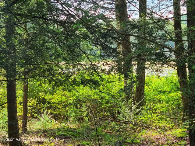 a view of a tree in a garden