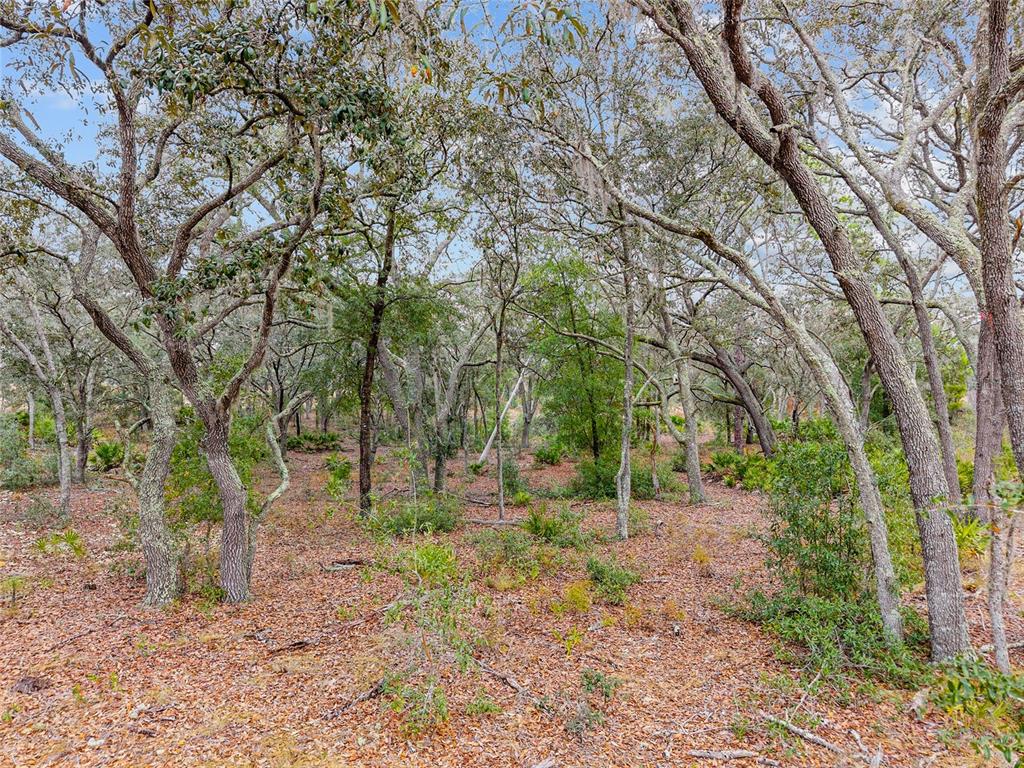 131 Northeast Ne Place Archer, FL 32618 - Photo 3 of 10 a backyard of a house with lots of green space