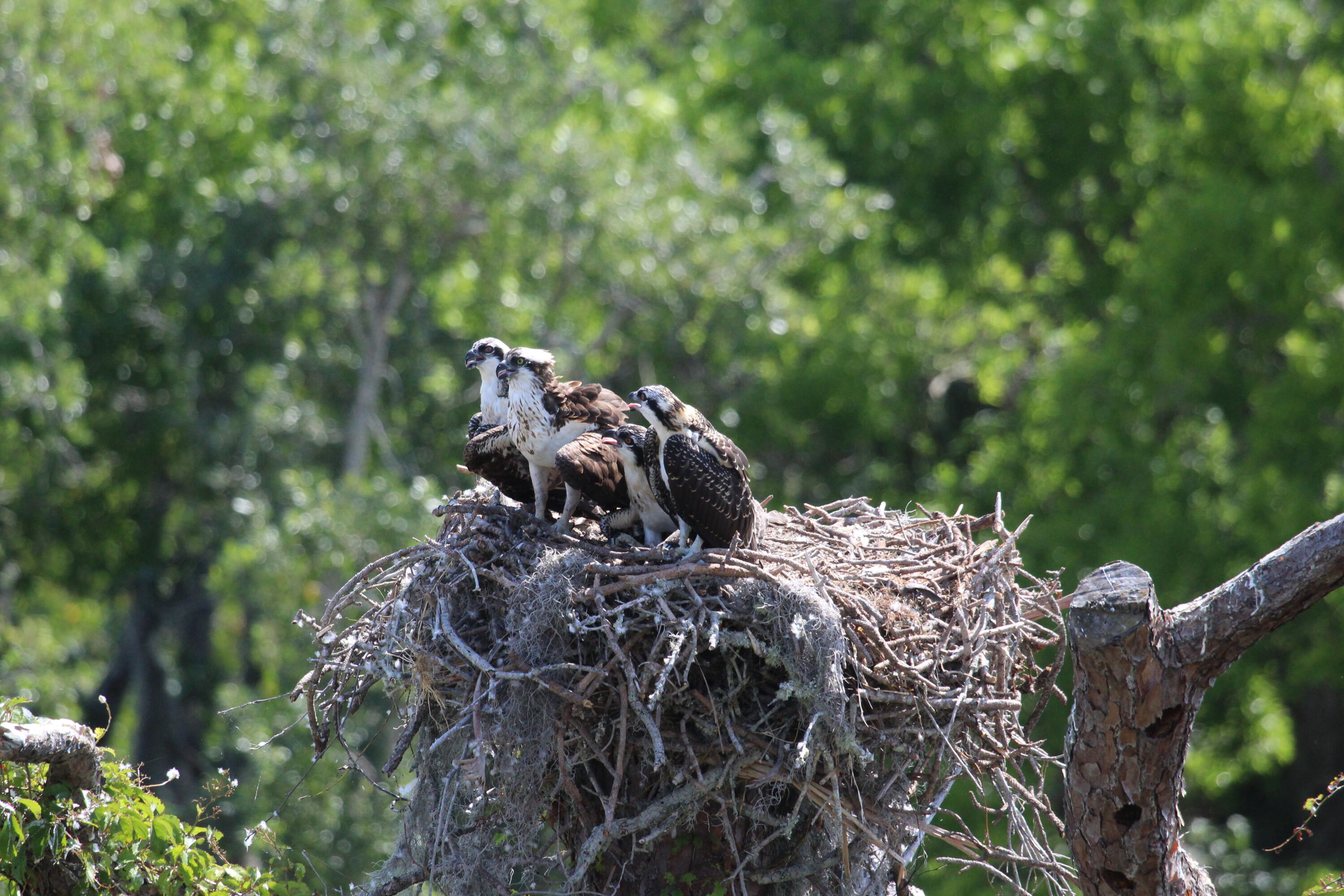 735 Pilot Lane, Unit 1004 Merritt Island, FL 32952 - Photo 42 of 46 a close up of a tree in a forest