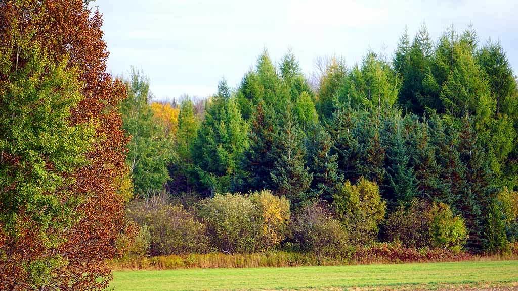 Lot 46 Benn Hill Road Houlton, ME 04730 - Photo 30 of 32 robert-land-maine-benn-hill