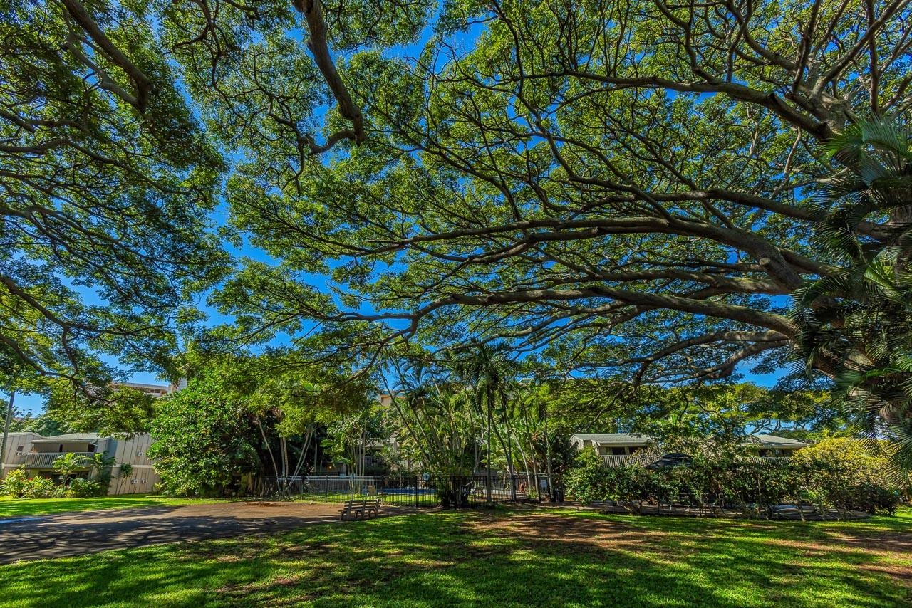 4435 Lower Honoapiilani Road, Unit 301 Lahaina, HI 96761 - Photo 35 of 49 Gallery Image 35