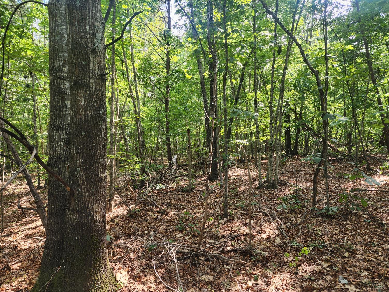 1-1 Red House Appomattox, VA 24522 - Photo 3 of 6 a view of a forest filled with trees