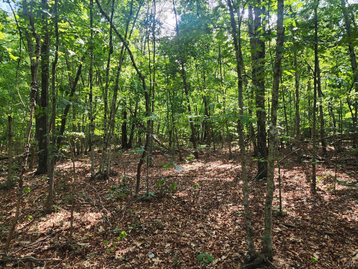 1-1 Red House Appomattox, VA 24522 - Photo 4 of 6 a view of a forest with trees