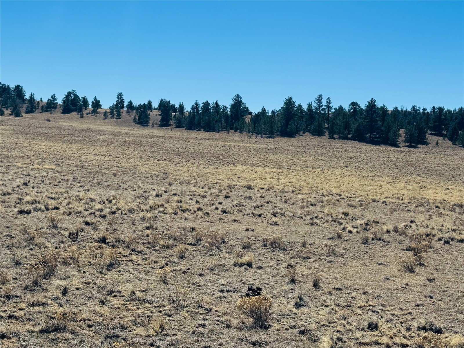 3067 Fitzsimmons Road Hartsel, CO 80449 - Photo 3 of 12