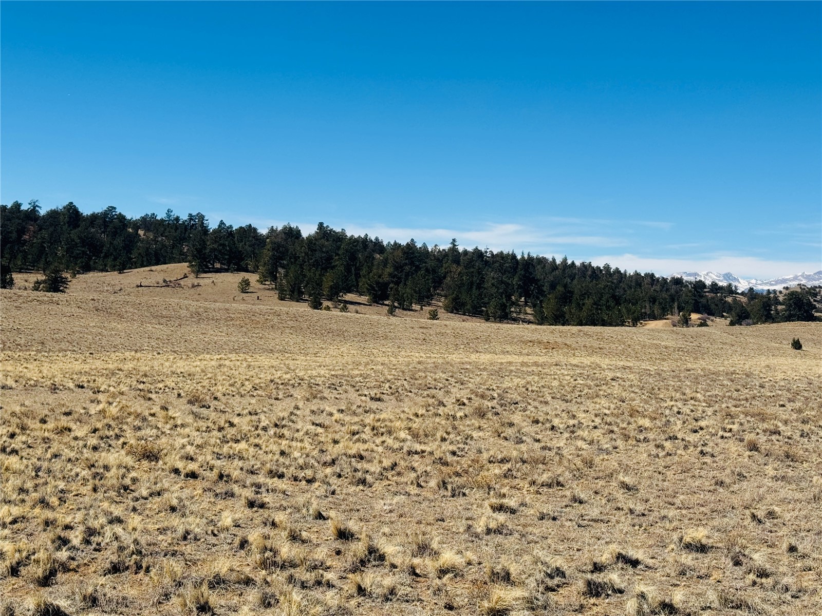 3067 Fitzsimmons Road Hartsel, CO 80449 - Photo 4 of 12