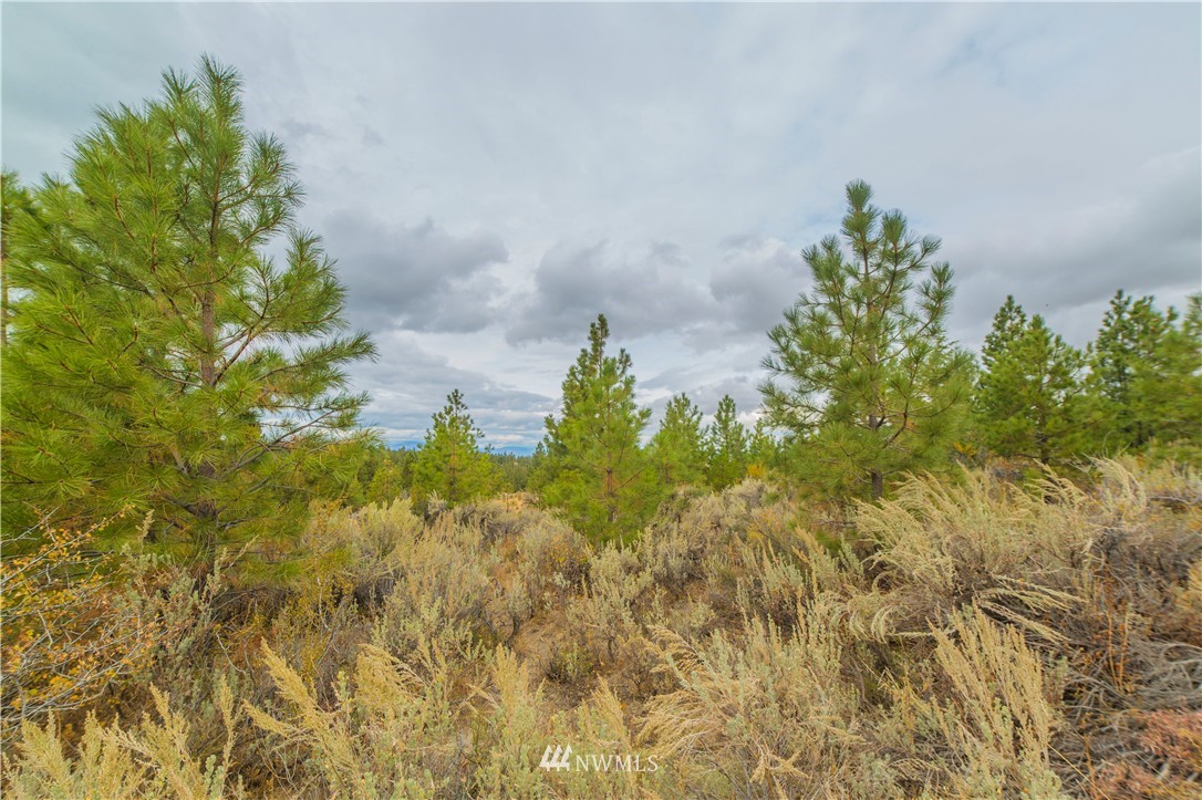 445 Ruud Canyon Road Southwest Waterville, WA 98858 - Photo 5 of 20 Gallery Image 5