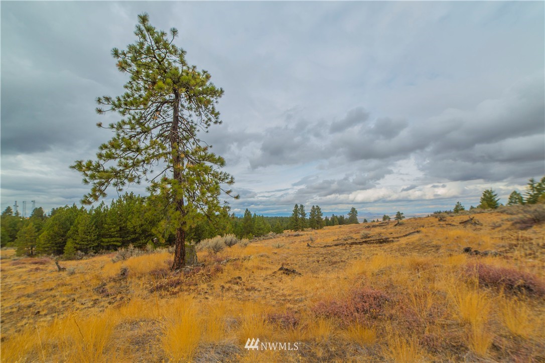 445 Ruud Canyon Road Southwest Waterville, WA 98858 - Photo 9 of 20 Gallery Image 9