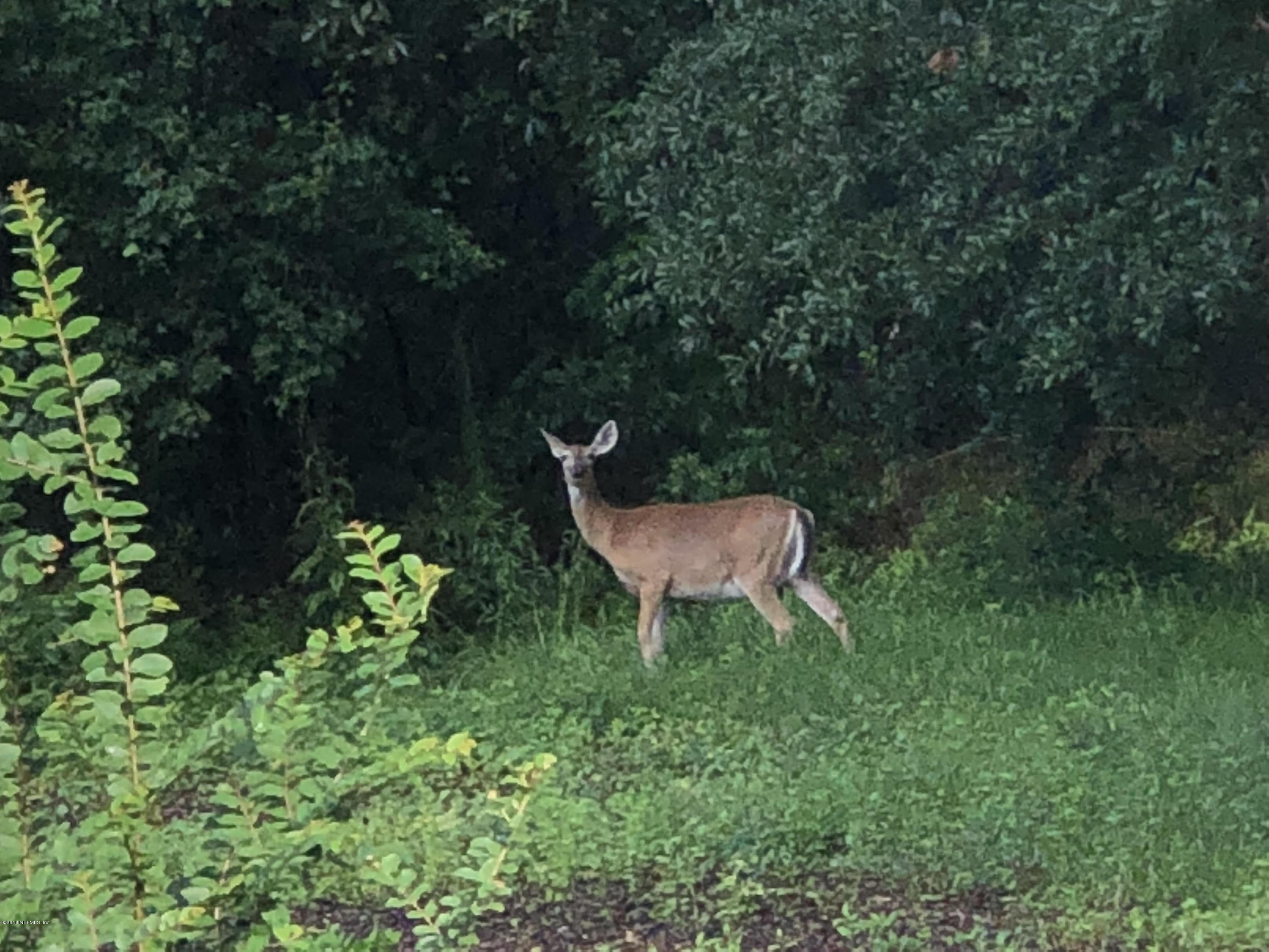 6636 Aline Road Jacksonville, FL 32244 - Photo 15 of 17 Deer in back yard