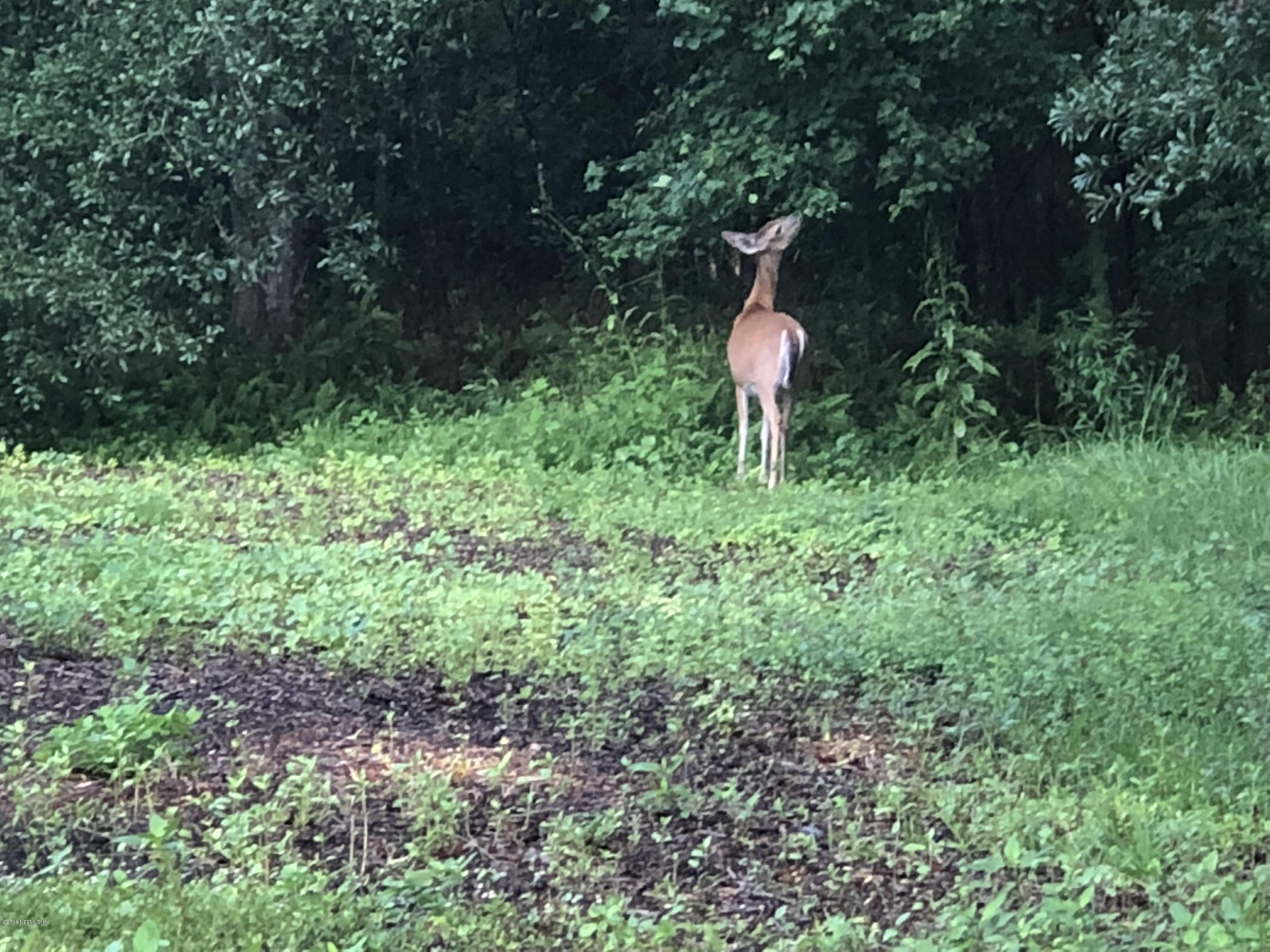 6636 Aline Road Jacksonville, FL 32244 - Photo 16 of 17 deer Arline