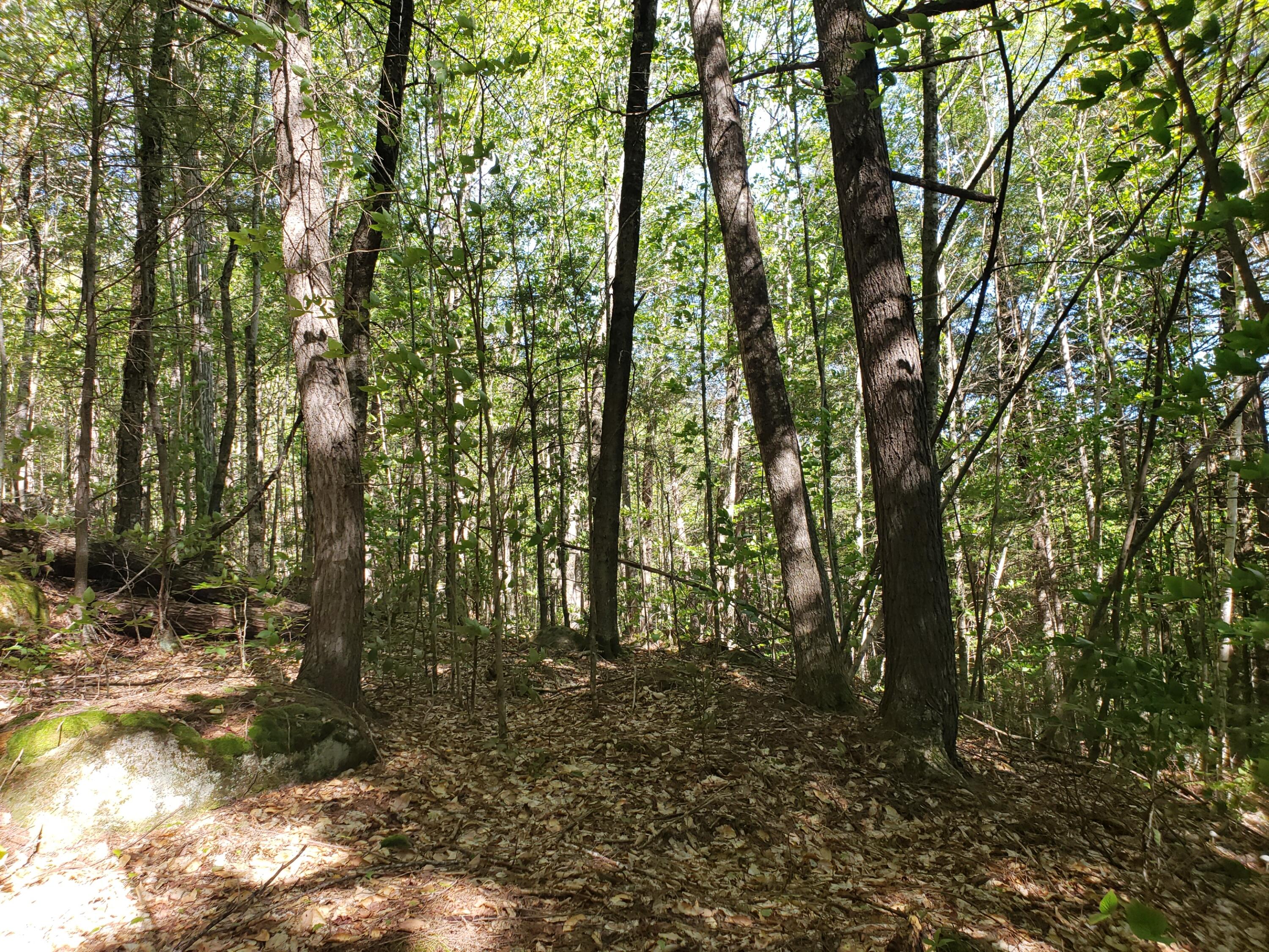0 Off Mountain Stoneham, ME 04231 - Photo 20 of 32 inner lot
