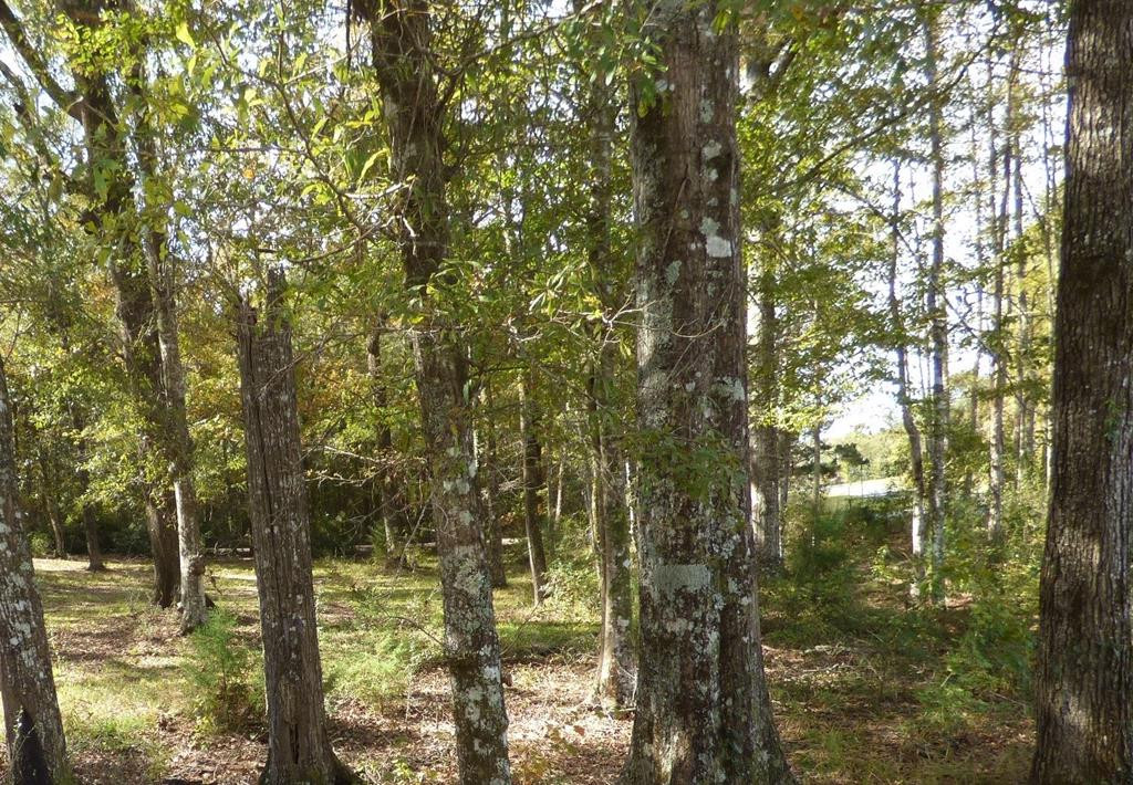 445 Bogue Chitto Road Southwest Bogue Chitto, MS 39629 - Photo 1 of 1 Main View