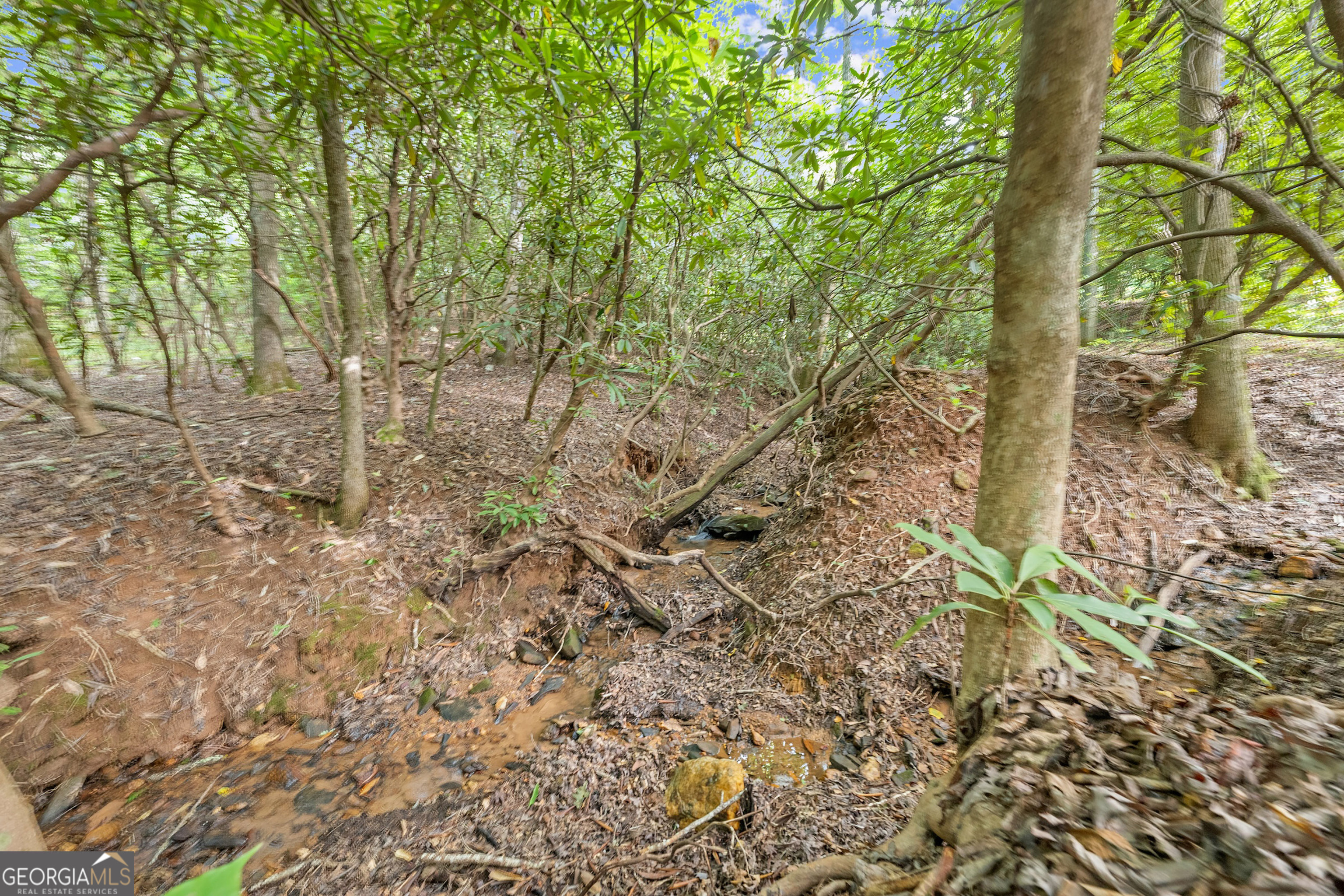 3103 Highway 197 Clarkesville, GA 30523 - Photo 27 of 30 a view of a yard with large trees