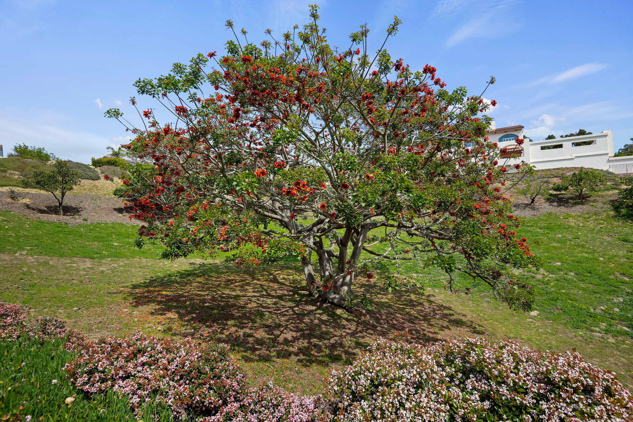 855 Miramonte Drive Santa Barbara, CA 93109 - Photo 56 of 73 82 - Tree