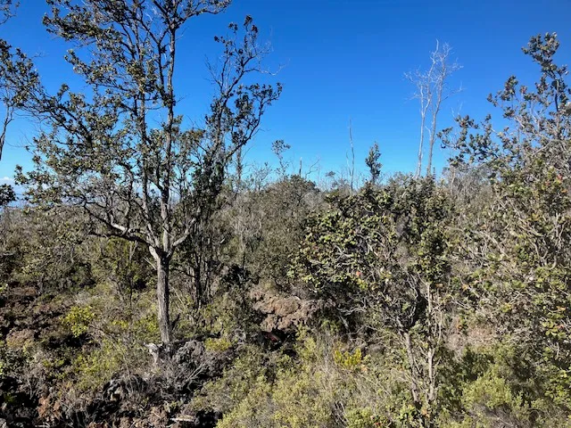 $20,000 | 22 Koa Lane, Ocean View, HI 96704