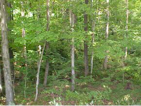 4248 Parrish Road Freedom, IN 47431 - Photo 9 of 23