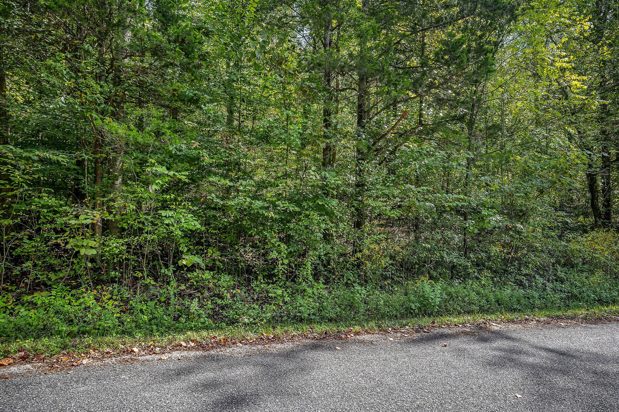 461 Shiloh Road Crawford, TN 38554 - Photo 15 of 15 a view of a plants and trees in the background
