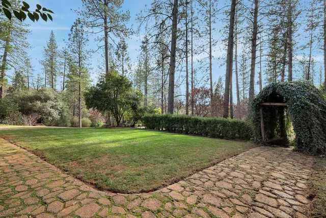 a view of a backyard with plants and large trees