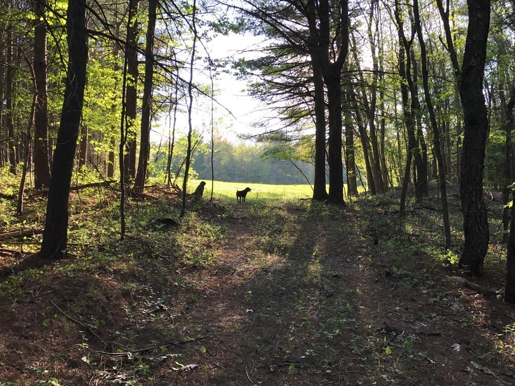 50 Gates Road Princeton, MA 01541 - Photo 6 of 11 a large tree with lots of green space