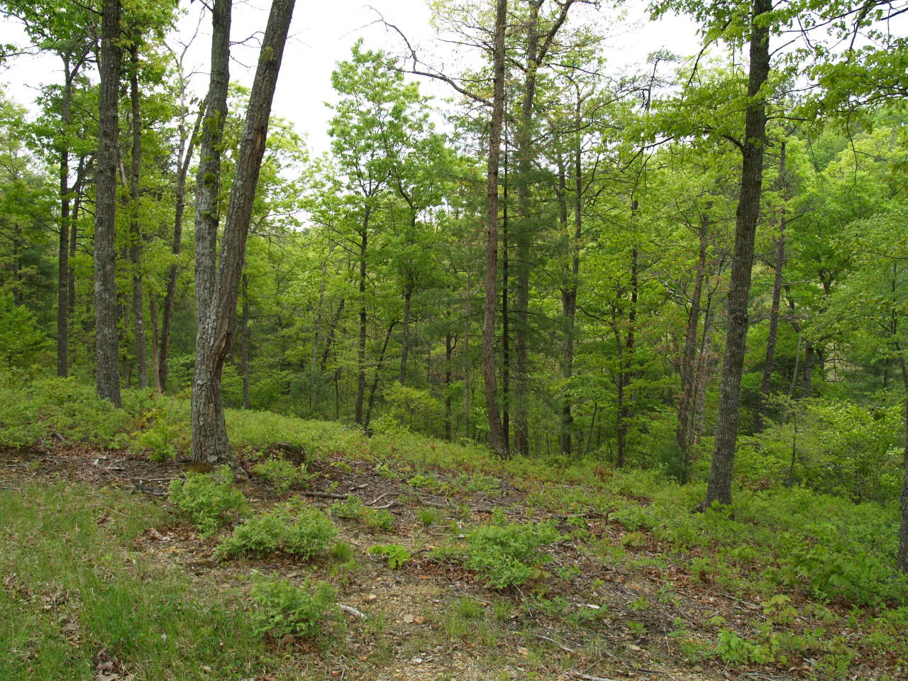 190 Tyler Ridge Road White Sulphur Springs, WV 24986 - Photo 2 of 8 Gallery Image 2