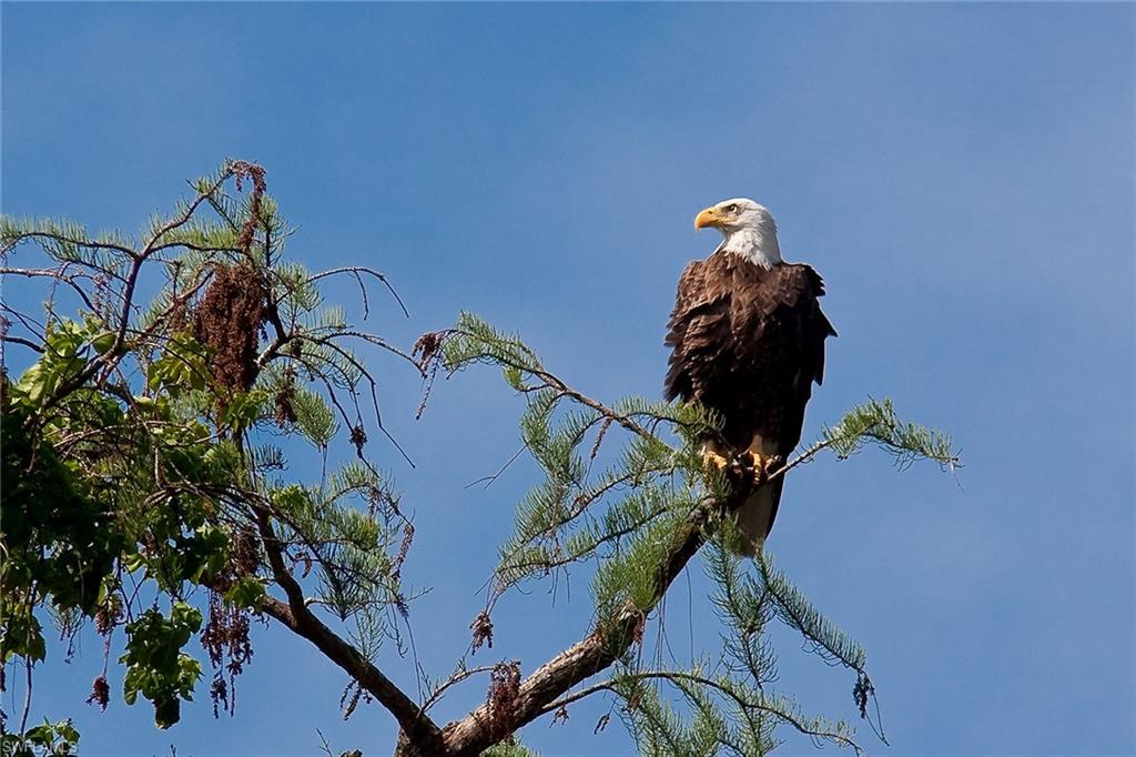517 Devils Lane Naples, FL 34103 - Photo 7 of 13