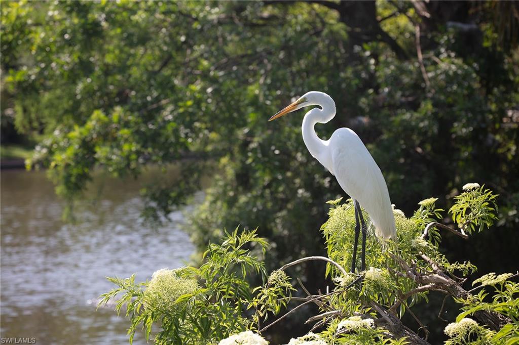 517 Devils Lane Naples, FL 34103 - Photo 8 of 13