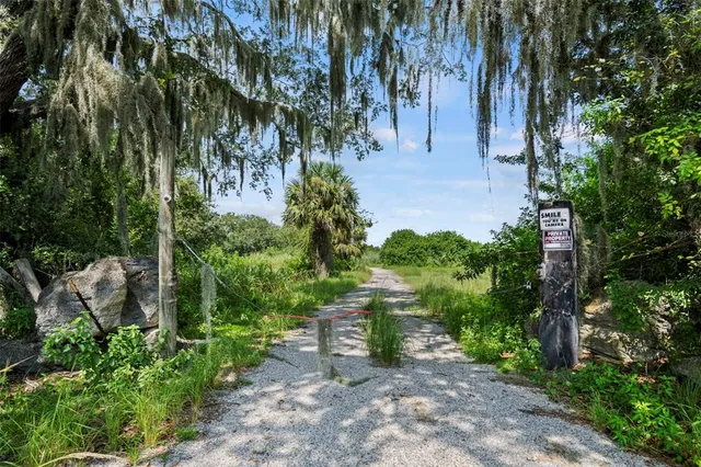 a view of a yard with plants and large trees