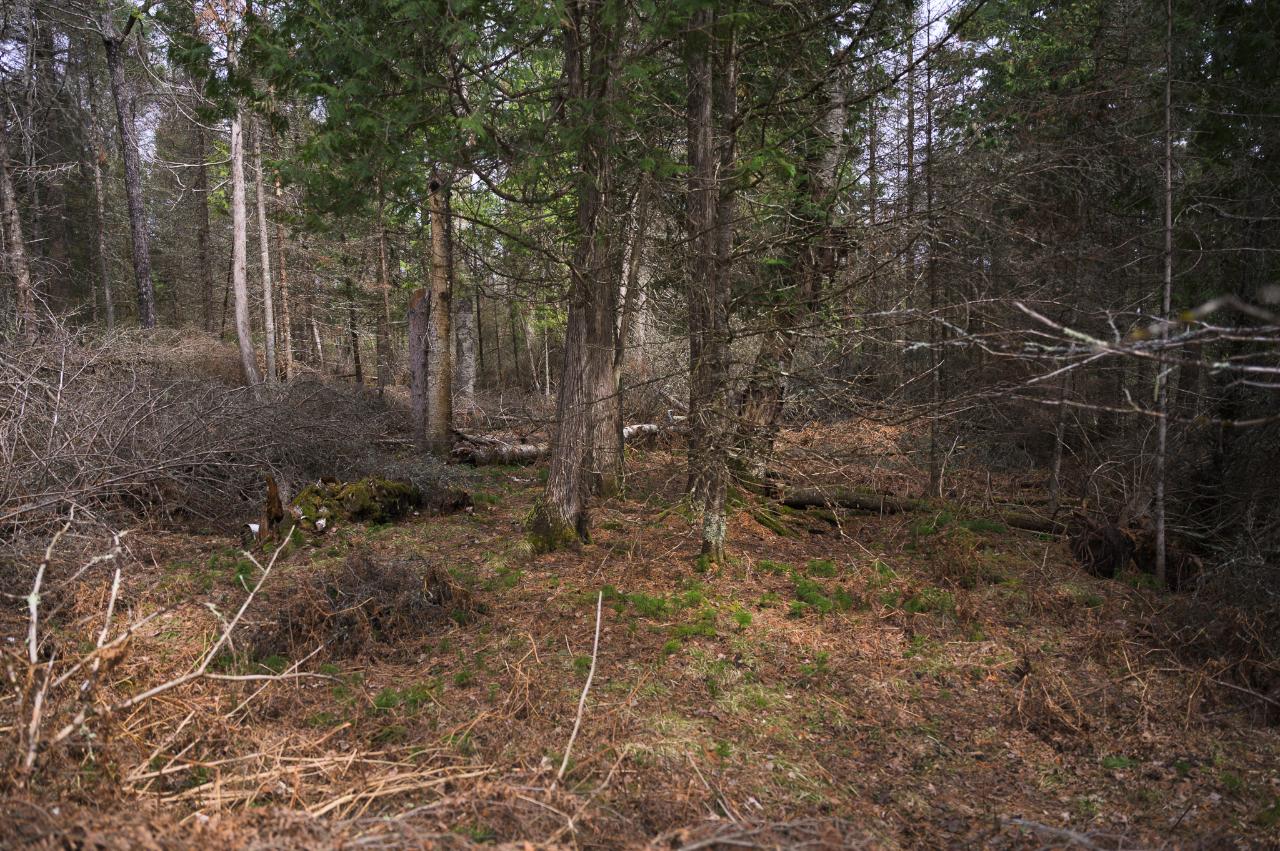 On Deerskin Park Road Eagle River, WI 54521 - Photo 17 of 25 Gallery Image 17